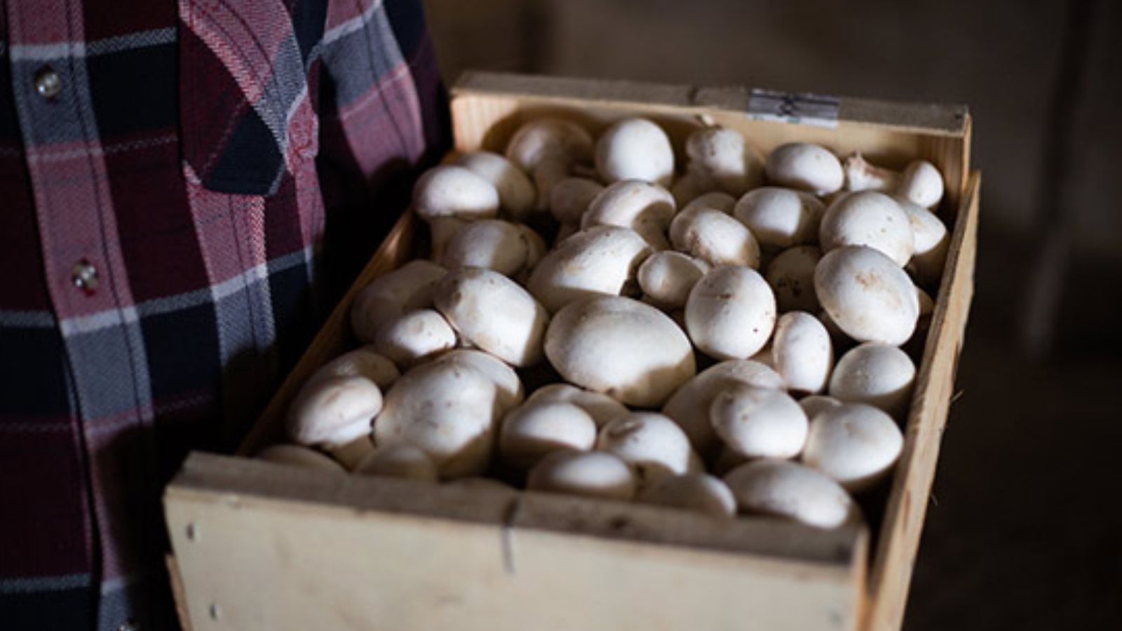 Carpaccio mi cuit de champignons de Paris , tulipe d’oignon à la mousse d’artichaut